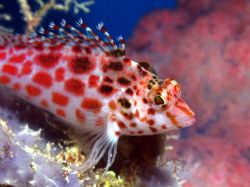 Hawk Fish, Barrier Reef Aust. c5060 Light and motion hous... by Joshua Miles 